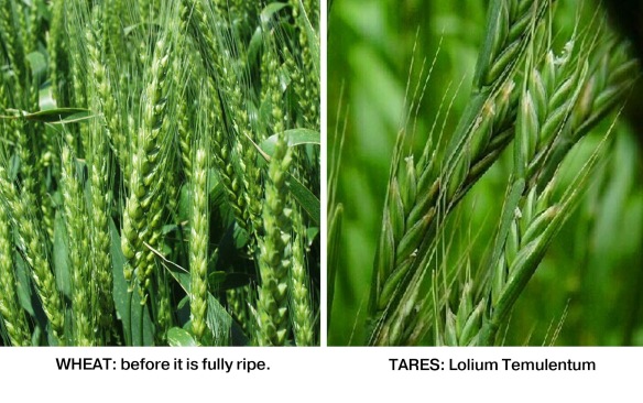 Wheat and Tares 2